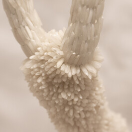 elle kannike, visual artist