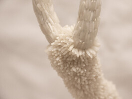 elle kannike, visual artist