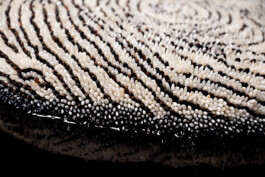 elle kannike, visual artist