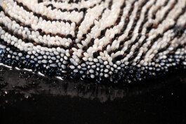 elle kannike, visual artist