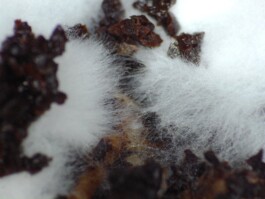 elle kannike, visual artist