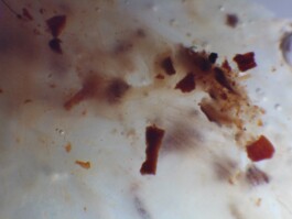 elle kannike, visual artist