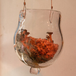 SYMBIOTIC CARETAKING 