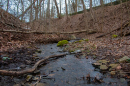 elle kannike, visual artist