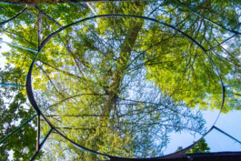 elle kannike, visual artist