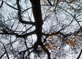 elle kannike, visual artist